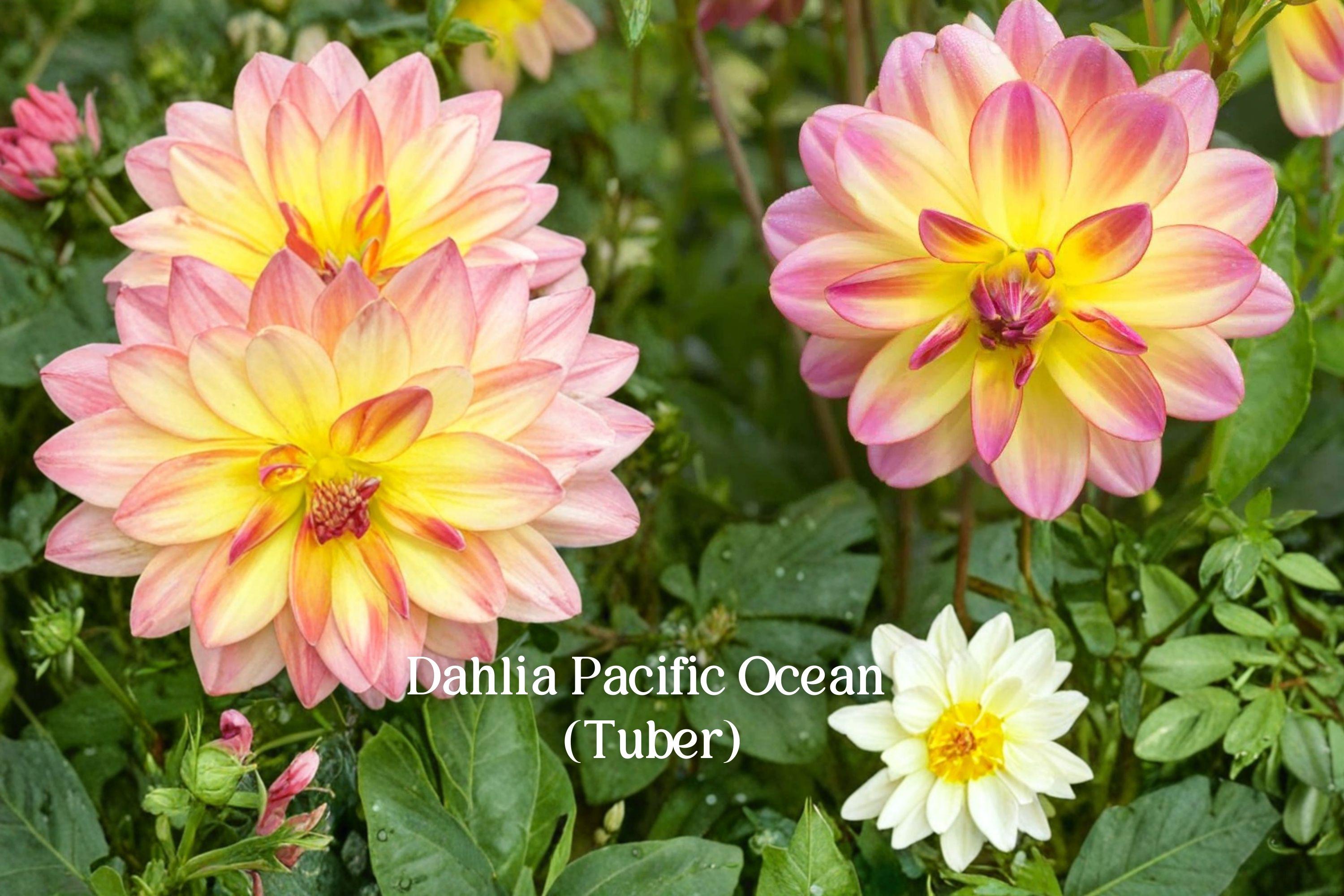 Dahlia ‘Pacific Ocean’ Tuber | Pink Yellow Bicolor Flowering Plant | Perennial Garden Bulb | Full Sun, Cut Flower, Deer Resistant