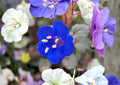 California Bluebells Seeds – 100 Phacelia Campanularia Wildflower Seeds for Bright Blue Garden Blooms