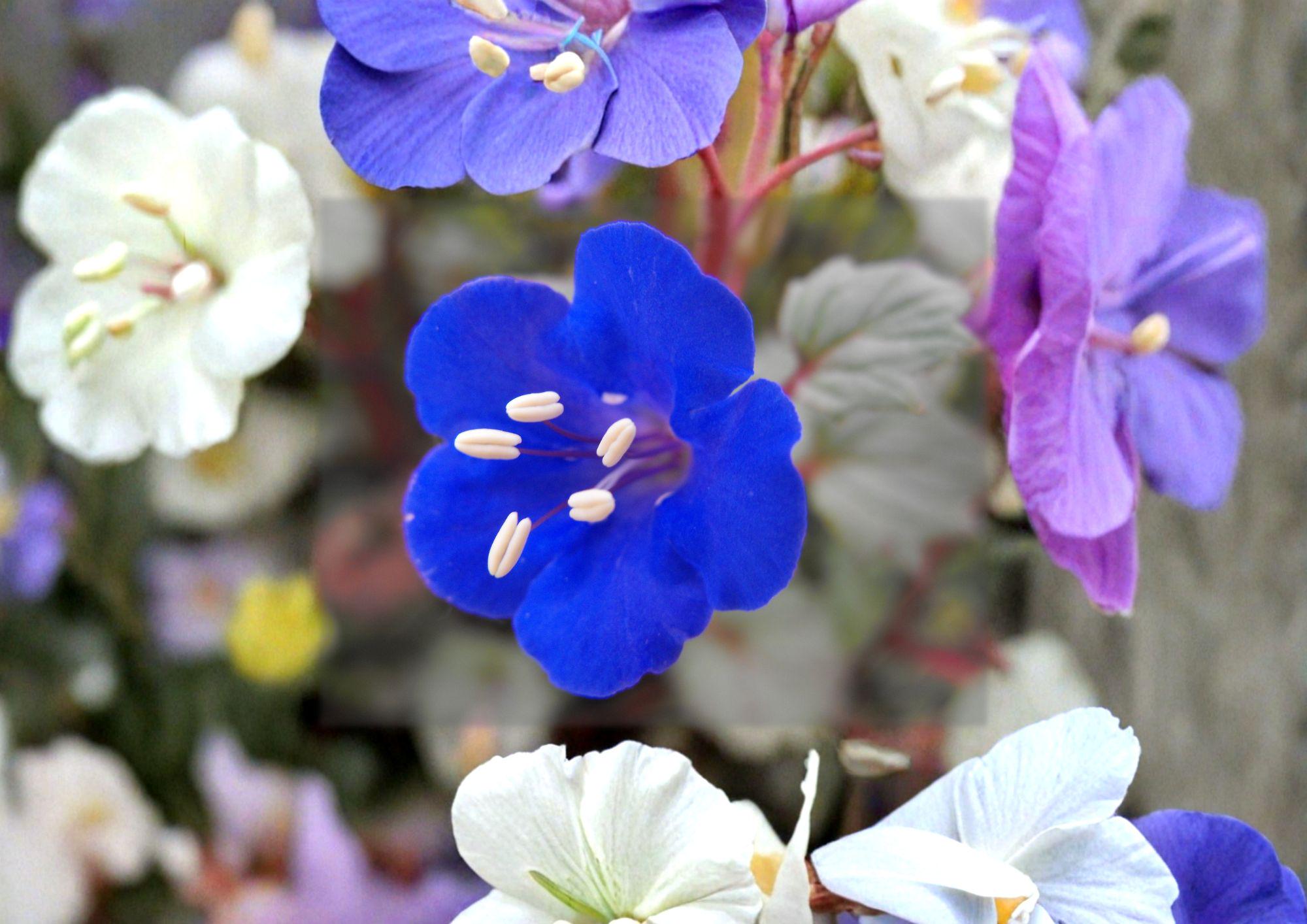 California Bluebells Seeds – 100 Phacelia Campanularia Wildflower Seeds for Bright Blue Garden Blooms