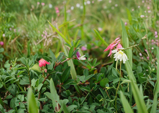 Korean Lespedeza Kummerowia Stipulacea Seeds – 100 Groundcover Flower Seeds for Fast Growing, Hardy Clover-Like Plant