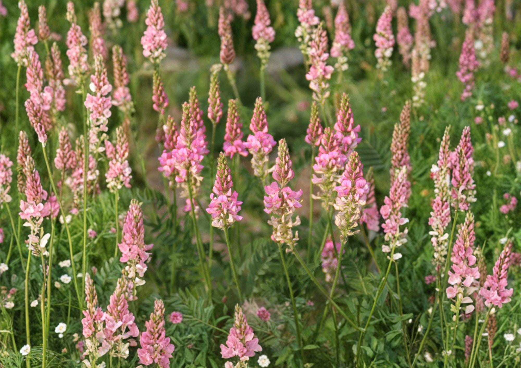 Sainfoin Seeds Shoshone 100 Pack – Pink Flower Nitrogen Fixing Seeds for Meadow Growing – Onobrychis viciifolia Fresh Stock