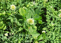Berseem Clover Seeds – Egyptian Nitrogen Fixing Cover Crop, 100 Seeds, Organic, Fertilizer, Green Manure, Trifolium alexandrinum