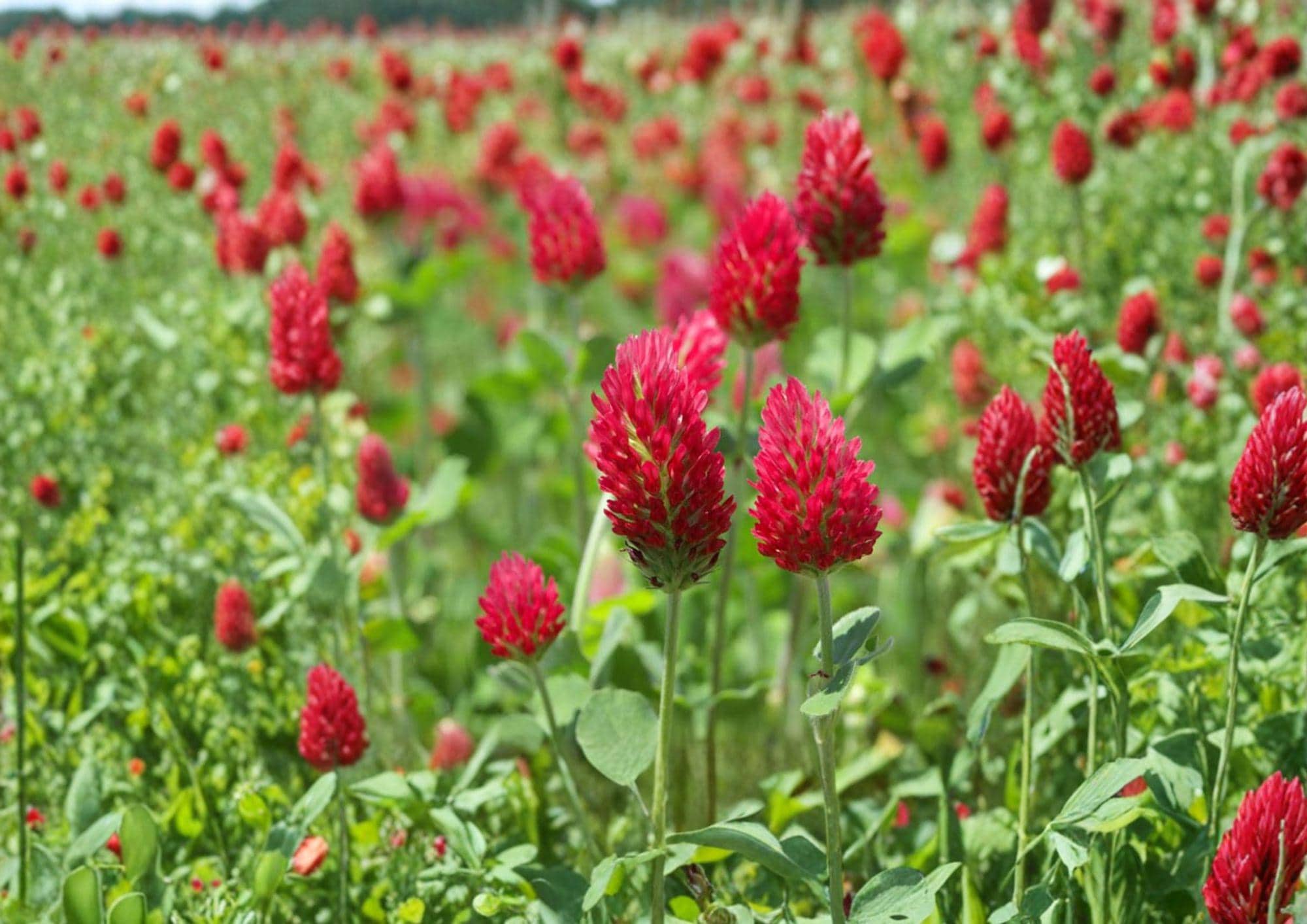Crimson Clover Seeds – Red Flower Cover Crop, Nitrogen Fixing, Garden Growing, 100 Seeds, Trifolium incarnatum