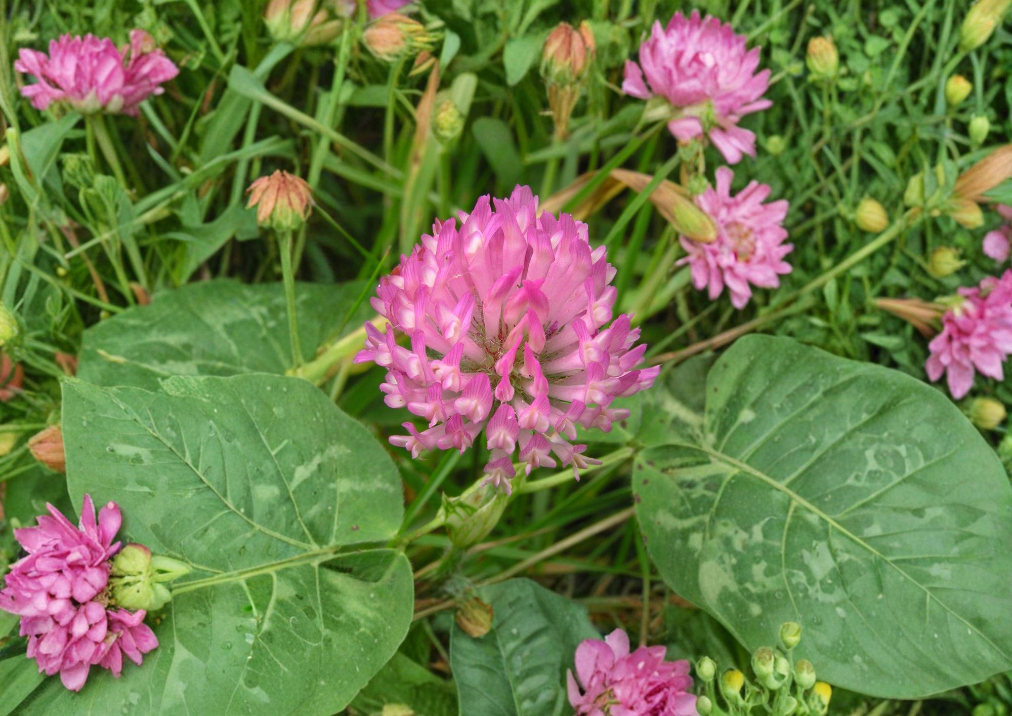 Red Clover Seeds – Pink Purple Flower, Nitrogen Fixing Cover Crop, 100 Seeds, Trifolium pratense