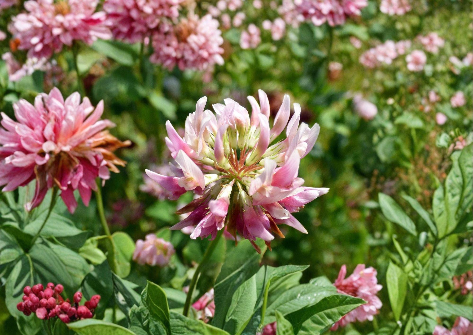 Alsike Clover Seeds – Pink & White Nitrogen Fixing Cover Crop Flower – 100 Seeds for Lawn & Garden Soil Improvement