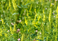 Yellow Blossom Sweet Clover Seeds – Fragrant Cover Crop, Nitrogen Fixing, Pollinator Friendly, Non-GMO, Perennial Plant