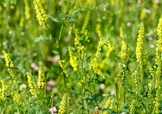 Yellow Blossom Sweet Clover Seeds – Fragrant Cover Crop, Nitrogen Fixing, Pollinator Friendly, Non-GMO, Perennial Plant