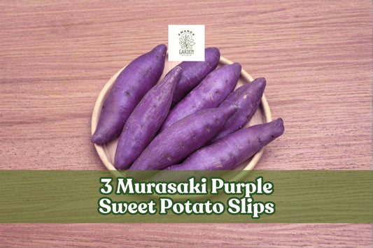 Murasaki Purple Sweet Potato Slips – Vegetable Plant, Trailing Vine, Ipomoea batatas, Purple Skin, Full Sun, Ready to Plant