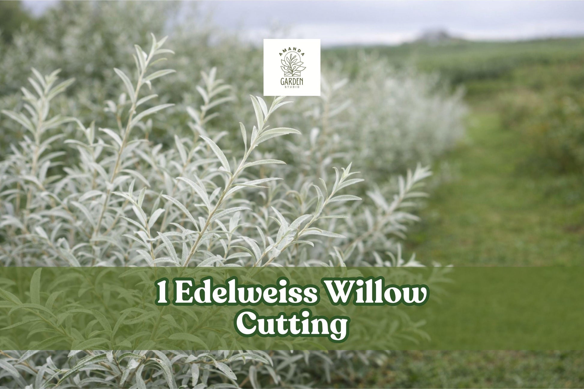 Edelweiss Willow Cutting, Variegated Salix Plant, White and Green Foliage, Deciduous Shrub, Bare Root, Landscape, Hedge