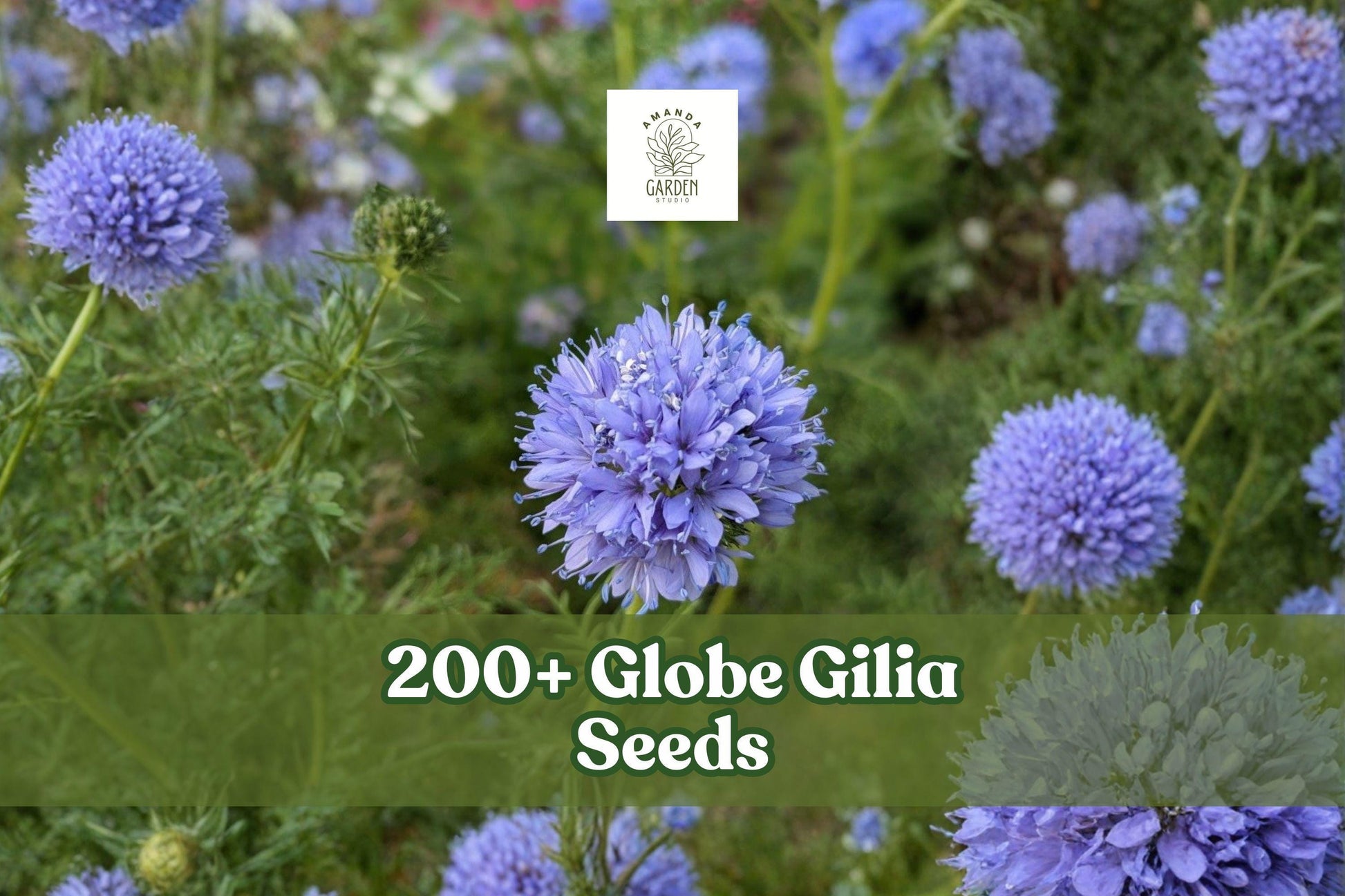 200+ Globe Gilia Seeds – Gilia capitata Wildflower, Blue Annual for Wildflower Gardens, Borders & Meadow Plantings