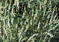 White Sweet Clover Seeds – Fragrant Cover Crop for Meadows – Fast Growing Trifolium repens