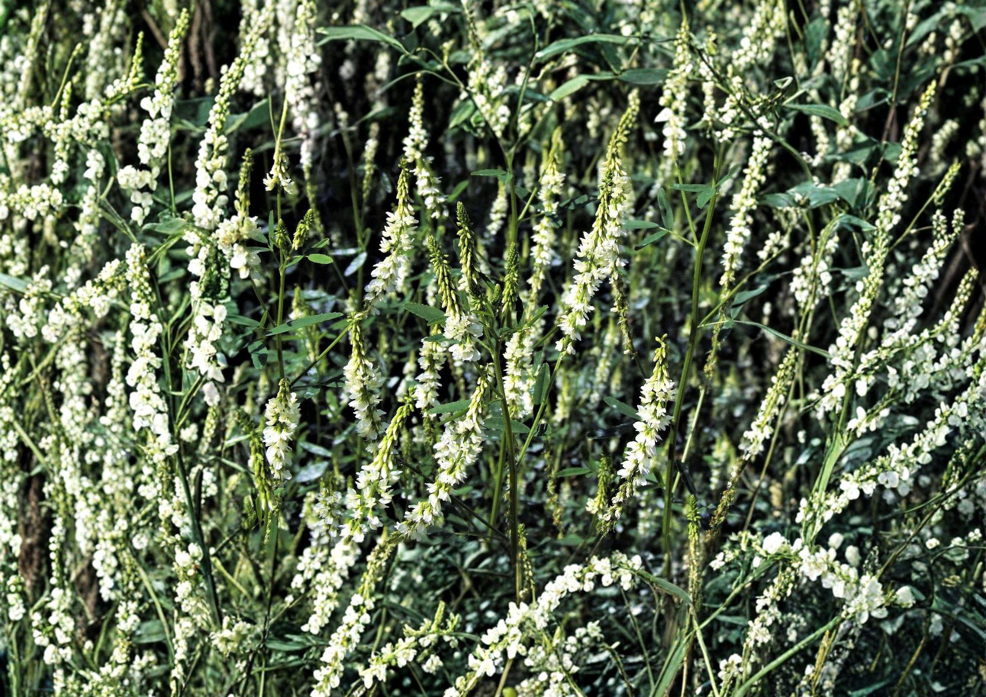 White Sweet Clover Seeds – Fragrant Cover Crop for Meadows – Fast Growing Trifolium repens