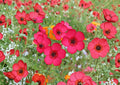Scarlet Flax Seeds – Bright Red Annual Flower Seeds for Garden Blooms, 100 Count – New Harvest Quality