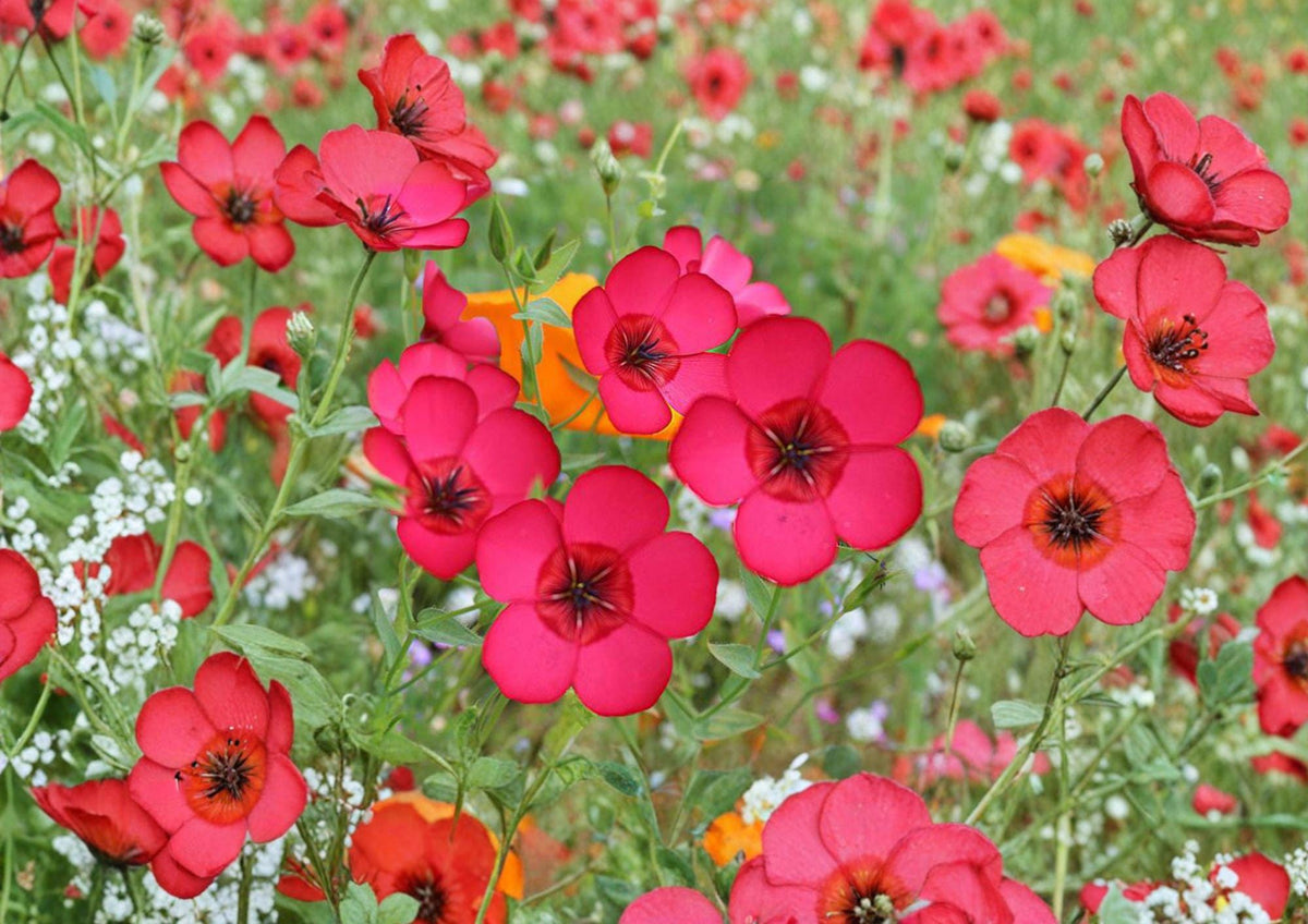 Scarlet Flax Seeds – Bright Red Annual Flower Seeds for Garden Blooms, 100 Count – New Harvest Quality