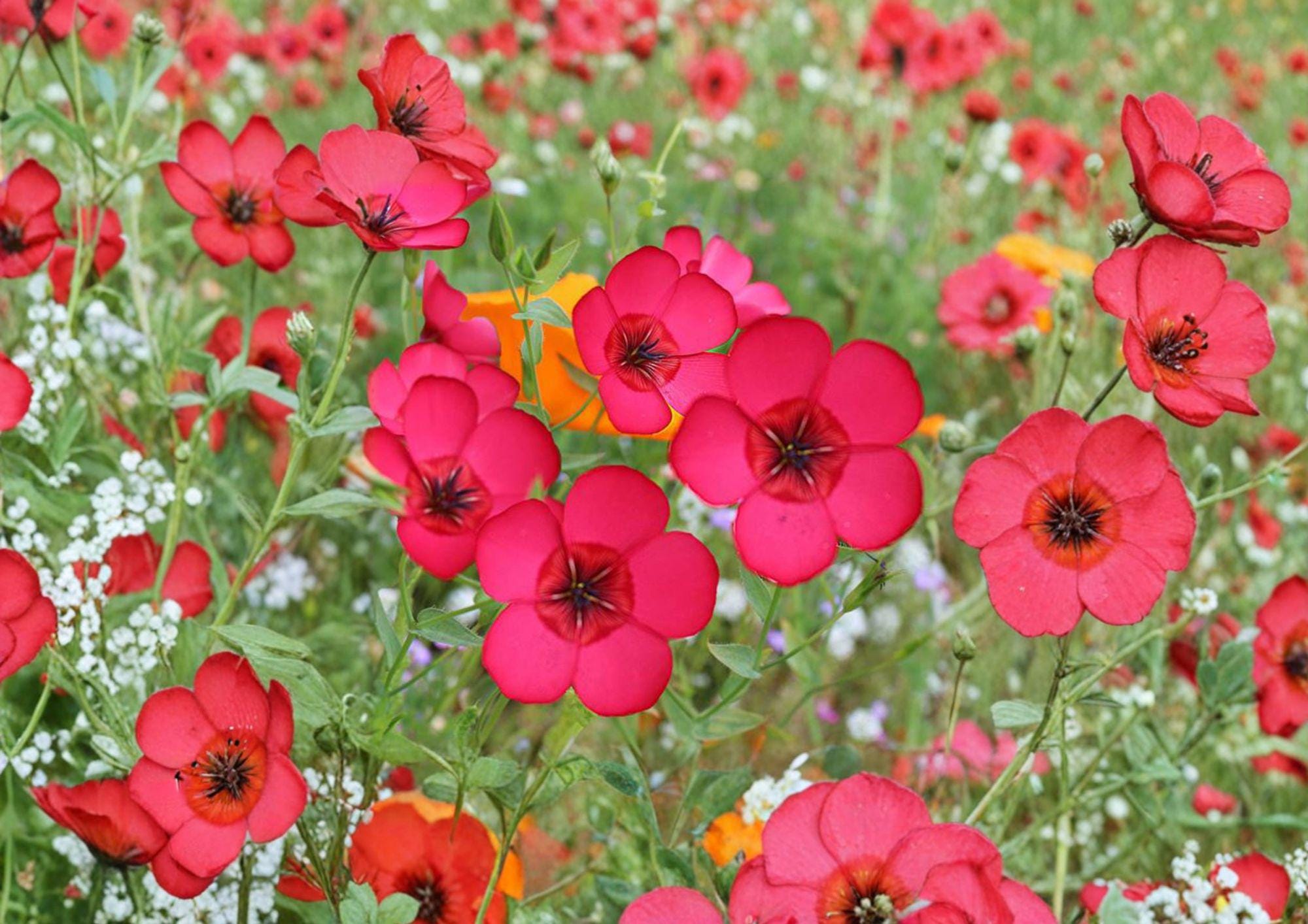 Scarlet Flax Seeds – Bright Red Annual Flower Seeds for Garden Blooms, 100 Count – New Harvest Quality