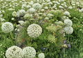 Bishop Flower Seeds – Ammi Majus White Lace Blooms – Cottage Garden Annual Seeds – Fast Shipping