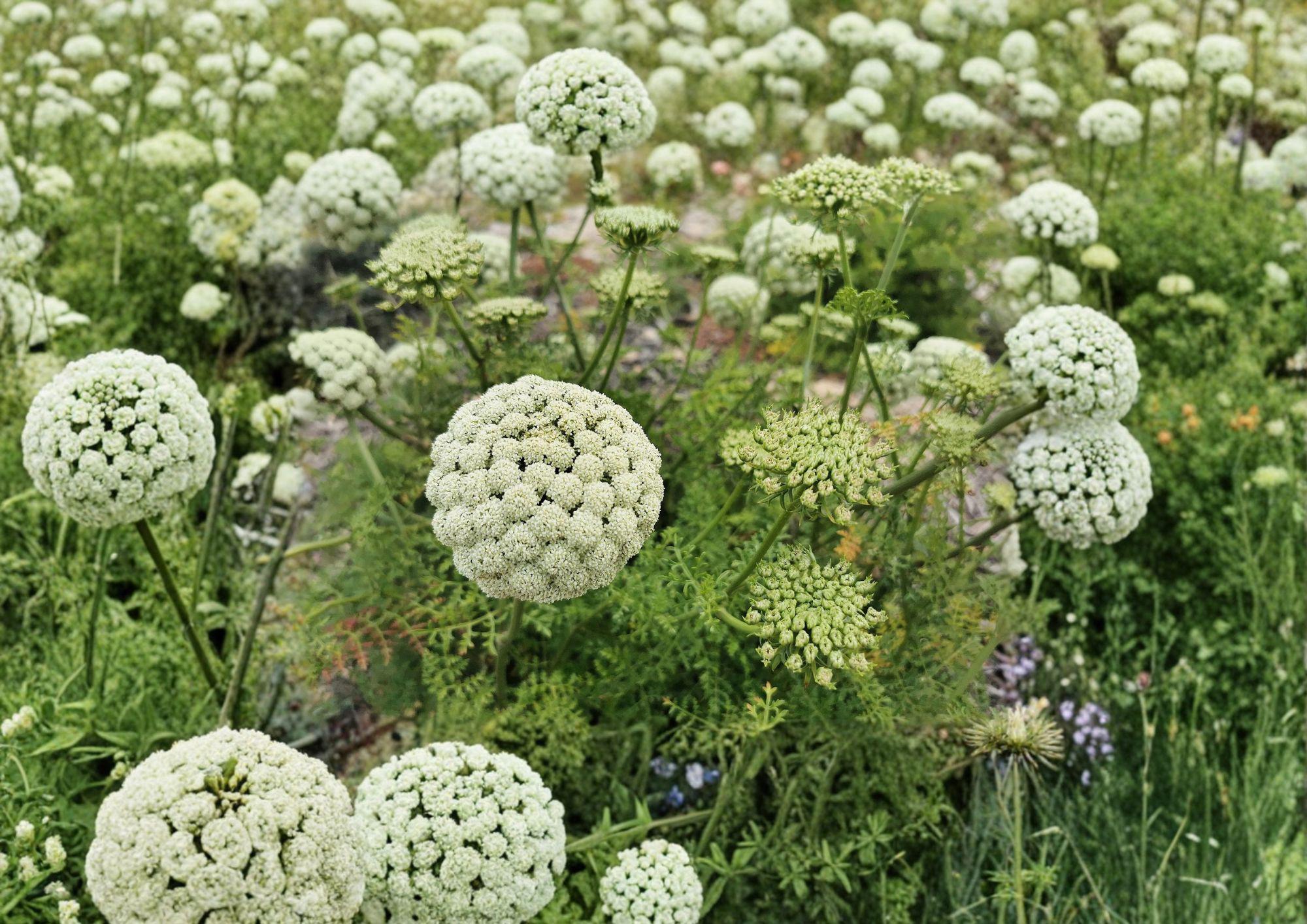 Bishop Flower Seeds – Ammi Majus White Lace Blooms – Cottage Garden Annual Seeds – Fast Shipping