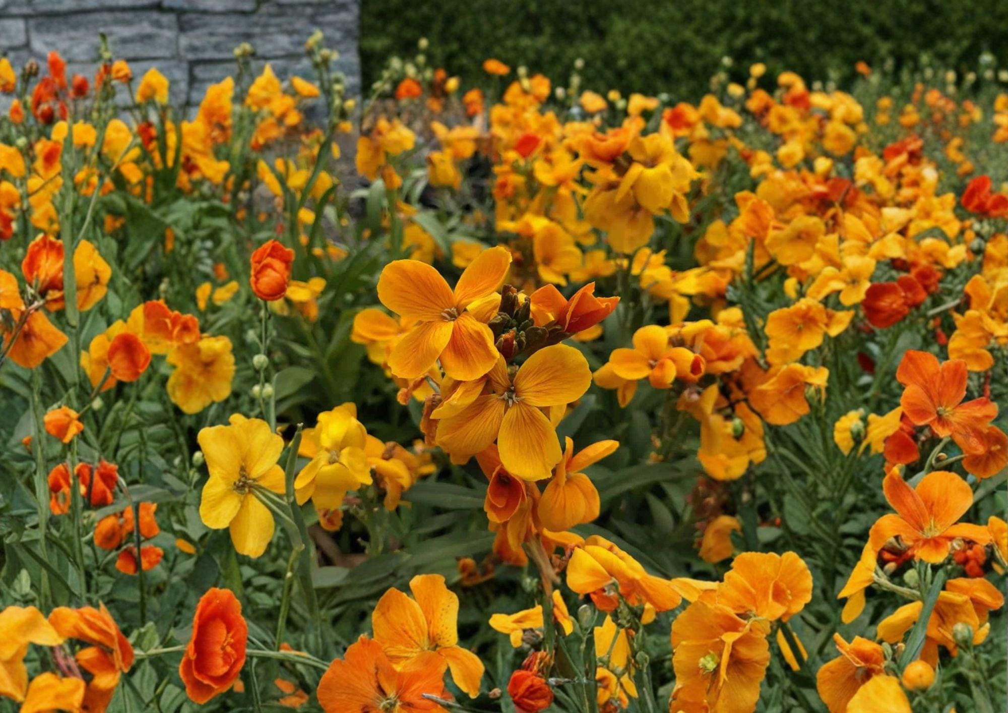 Siberian Wallflower Seeds – 100 Bright Orange Spring Flower Seeds for Garden Borders – Cheiranthus Allionii, Fast Growing