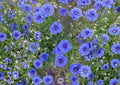 Blue Bachelor's Button Seeds – Vibrant Cornflower Garden Flower Blooms, 100 Count, Easy to Grow, Centaurea cyanus