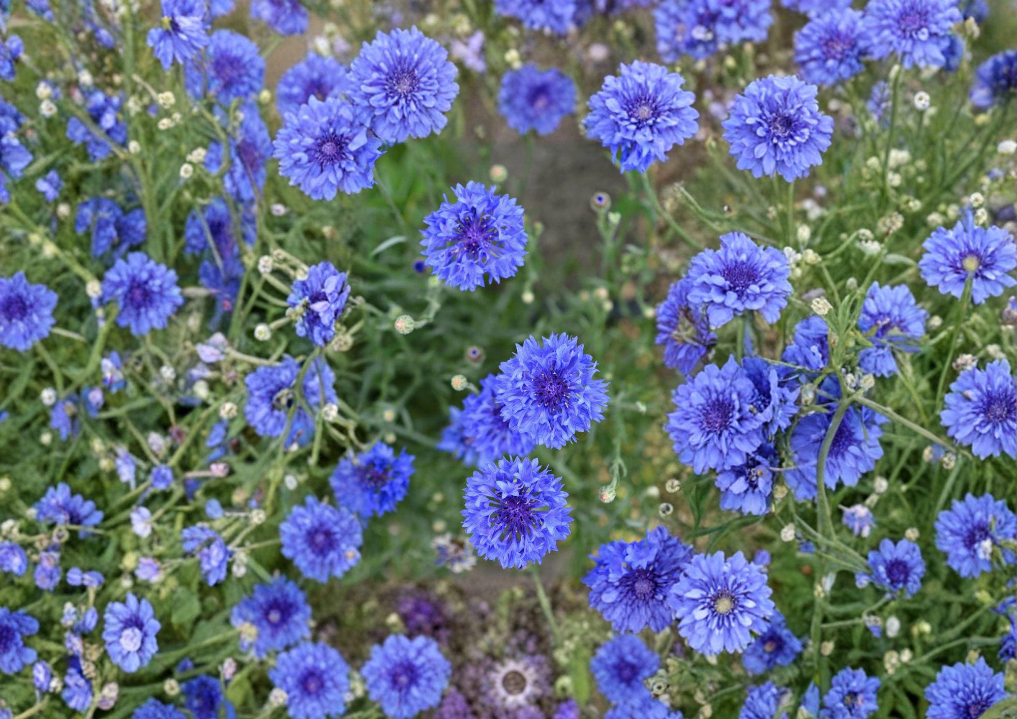Blue Bachelor's Button Seeds – Vibrant Cornflower Garden Flower Blooms, 100 Count, Easy to Grow, Centaurea cyanus