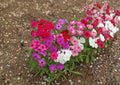 Annual Phlox Drummondii Seeds – Star Shaped Flower Seeds for Summer Garden Blooms - BloomHavenNursery