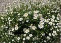 Heath Aster Seeds – 100 Native White Flower Seeds for Fall Garden – Perennial Wildflower Seeds, Aster ericoides