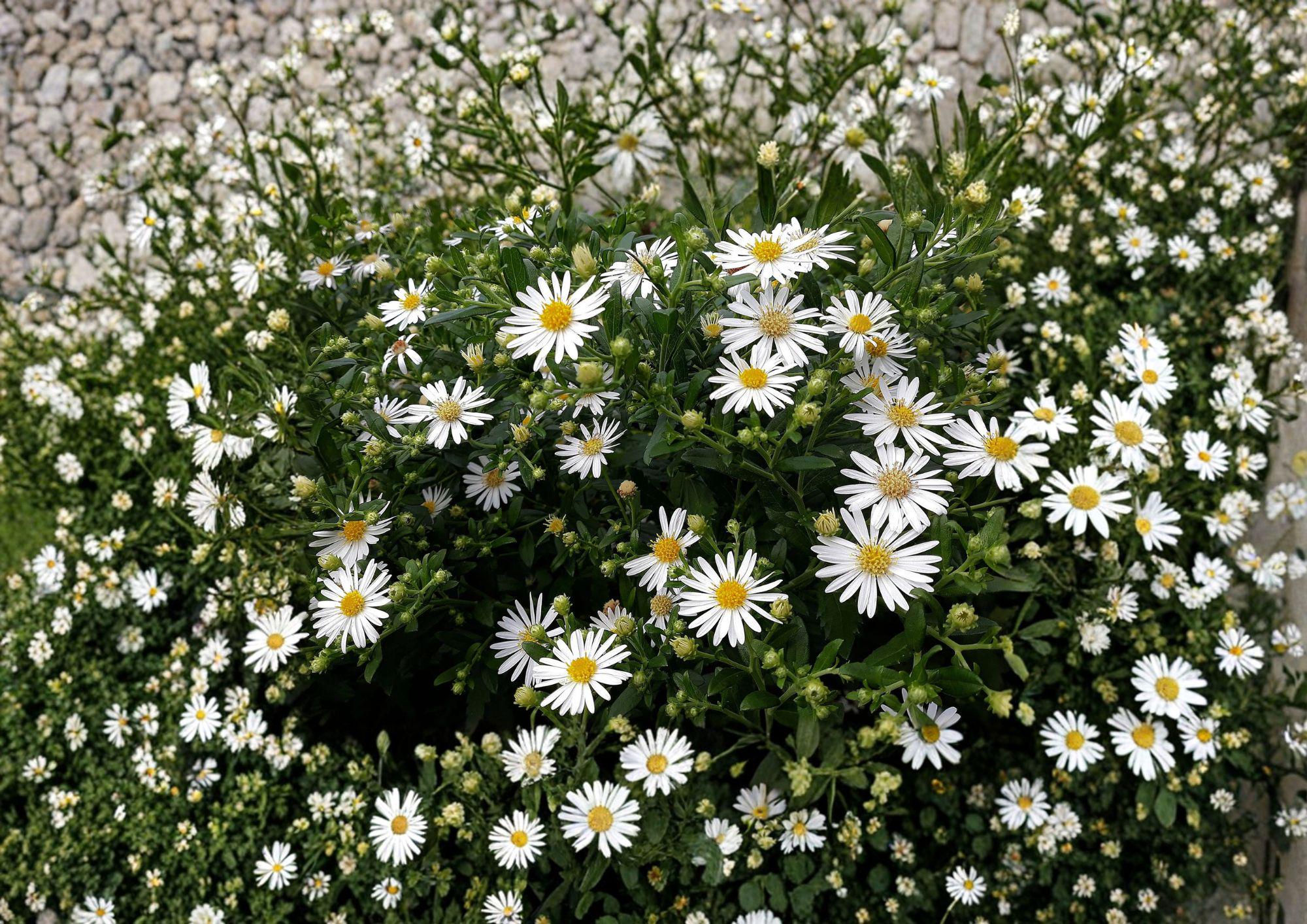 Heath Aster Seeds – 100 Native White Flower Seeds for Fall Garden – Perennial Wildflower Seeds, Aster ericoides
