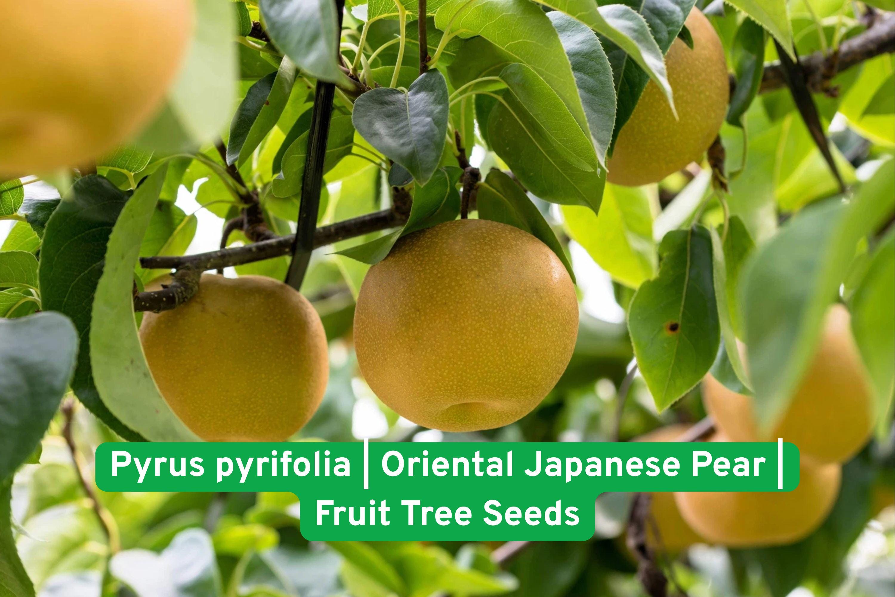 Asian Pear Tree Seeds | Pyrus pyrifolia | Japanese & Chinese Pear Fruit Tree | 30 Seeds for Home Orchards & Gardens