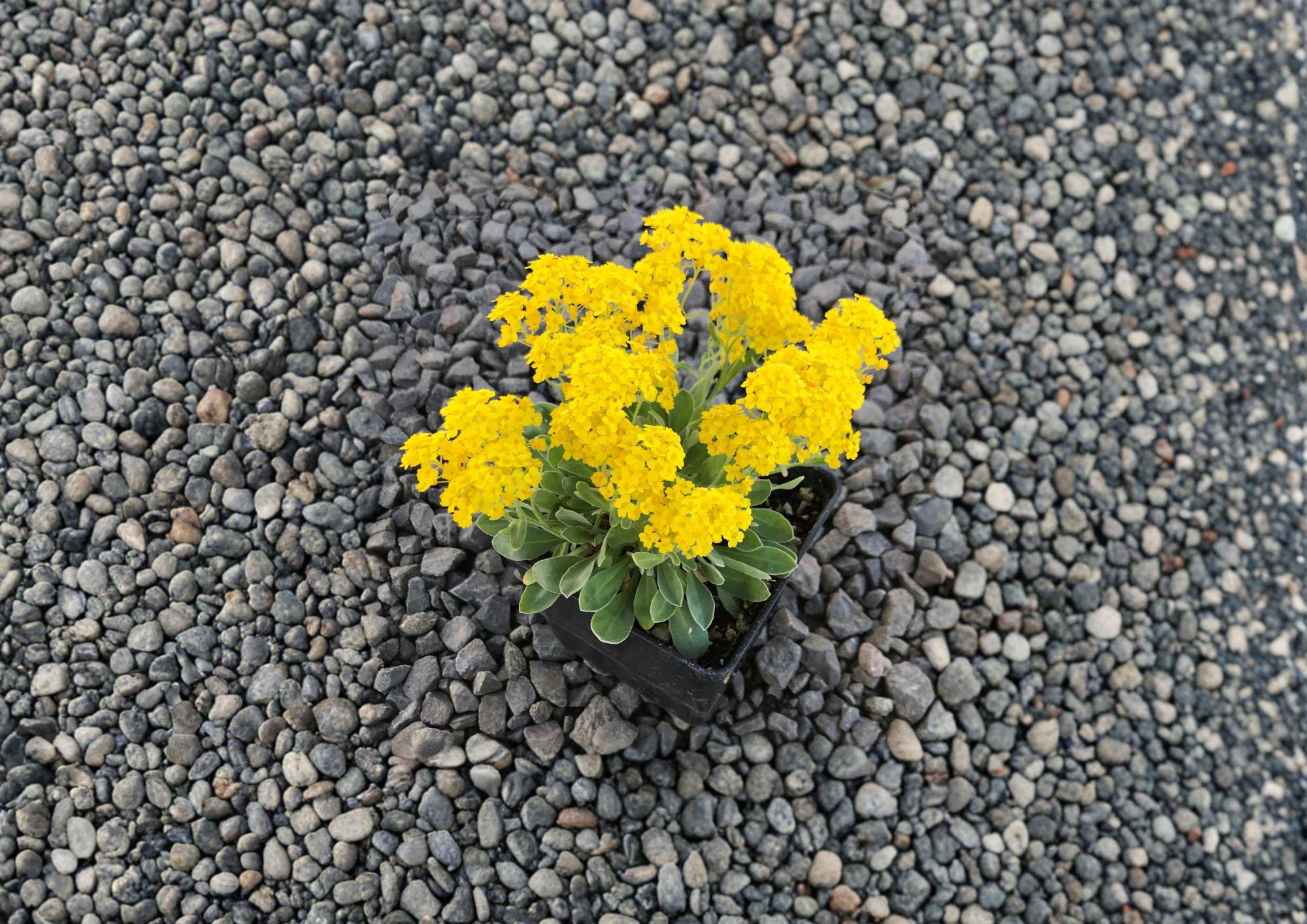 Basket of Gold Seeds – 100 Bright Yellow Spring Flower Seeds for Rock Gardens – Fast Growing Erysimum cheiri