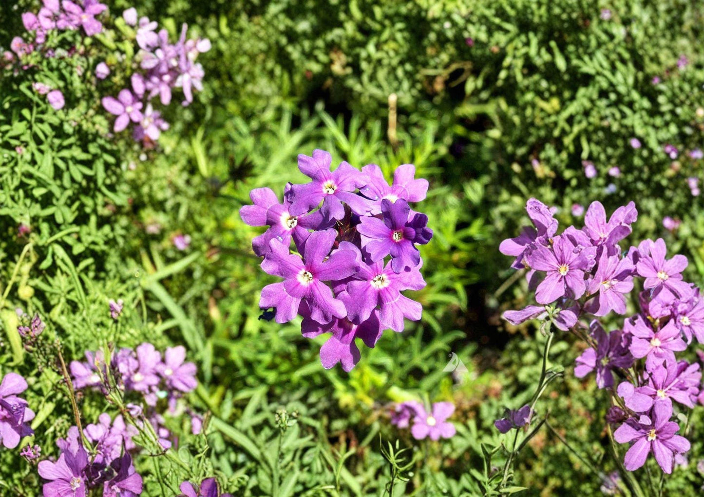 Moss Verbena Seeds – Low Growing Purple Pink Flowers for Summer Garden – Verbena rigida