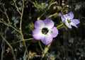 Bird's Eyes Gilia Seeds – 100 Pack, Blue Purple White Wildflower, Spring Garden, Tricolor, Ipomopsis aggregata