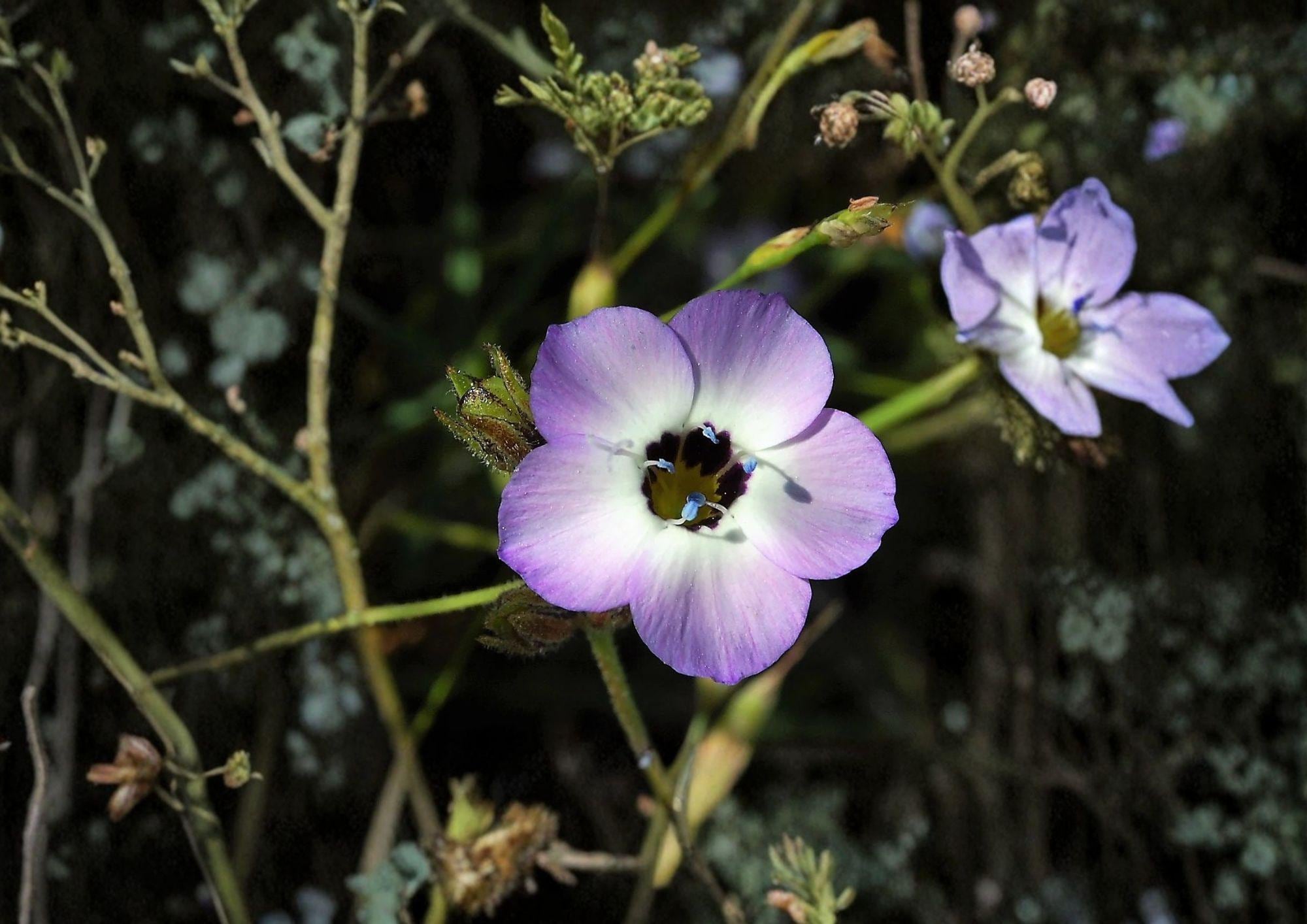 Bird's Eyes Gilia Seeds – 100 Pack, Blue Purple White Wildflower, Spring Garden, Tricolor, Ipomopsis aggregata