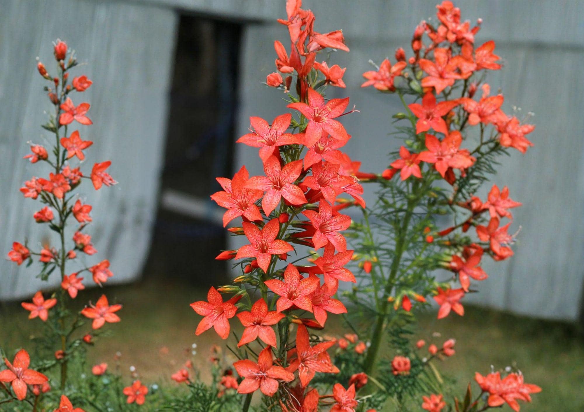 Standing Cypress Seeds – 100 Red Hummingbird Wildflower Seeds for Tall Garden Blooms – Ipomopsis Rubra