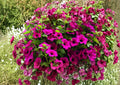Shanin Wild Petunia Seeds – 100 Purple Flower Seeds for Summer Garden Blooms – Heirloom, Fast Shipping