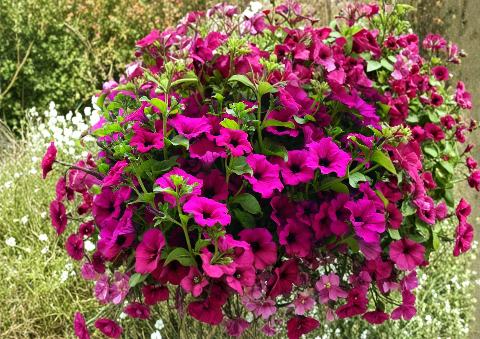 Shanin Wild Petunia Seeds – 100 Purple Flower Seeds for Summer Garden Blooms – Heirloom, Fast Shipping