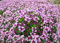 Creeping Thyme Seeds – Thymus Serpyllum Groundcover Herb Seeds for Rock Garden Lawn – Non-GMO, Fragrant, Easy to Grow