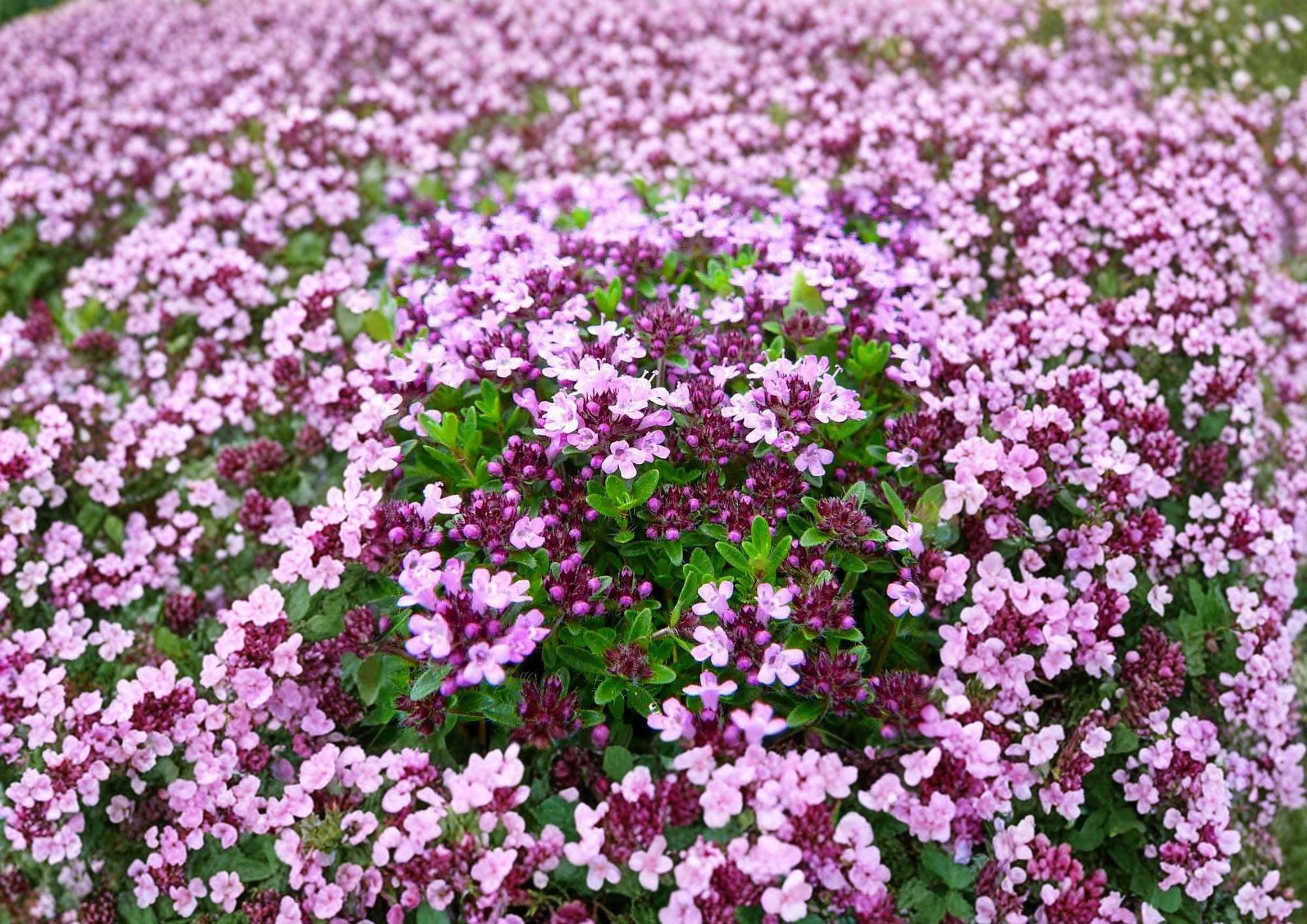 Creeping Thyme Seeds – Thymus Serpyllum Groundcover Herb Seeds for Rock Garden Lawn – Non-GMO, Fragrant, Easy to Grow