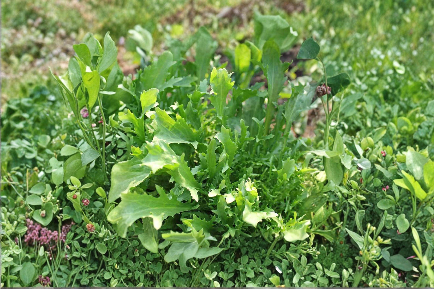 Mizuna Seeds (150) | Japanese Mustard Greens | Brassica rapa | Fast-Growing Leafy Green for Salads & Stir Fry