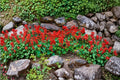 Scarlet Sage Seeds 50 Pack | Red Salvia Salvia coccinea | Butterfly & Hummingbird Attracting Perennial Flower