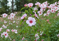 Rose Mallow Hibiscus Seeds – Large Pink Native Wetland Flower Seeds – Fast Growing Hibiscus moscheutos