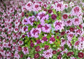 Wild Thyme Seeds – Broad-Leaved Lemon Thyme Herb for Fragrant Garden – Thymus citriodorus
