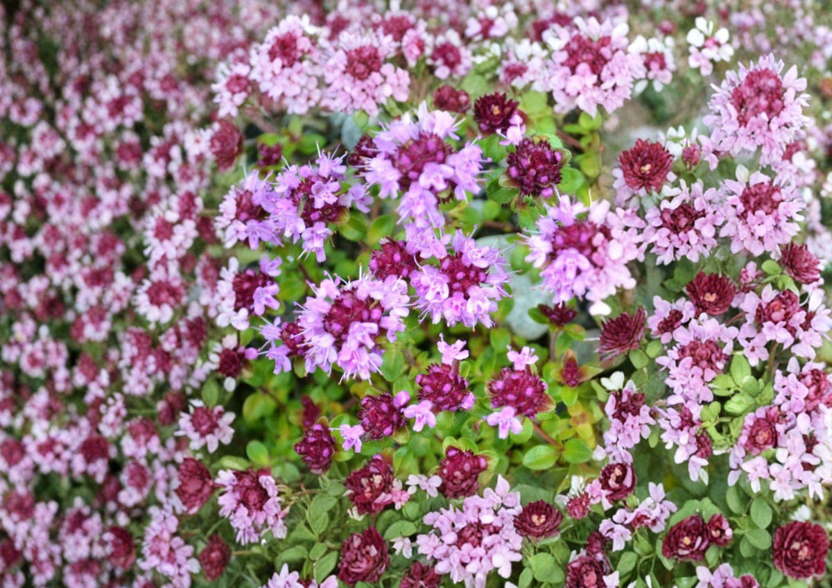 Wild Thyme Seeds – Broad-Leaved Lemon Thyme Herb for Fragrant Garden – Thymus citriodorus