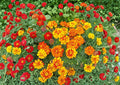 French Marigold Seeds Sparky Mixture – 100 Double Bloom Summer Flowers – Bright Orange and Yellow Calendula officinalis