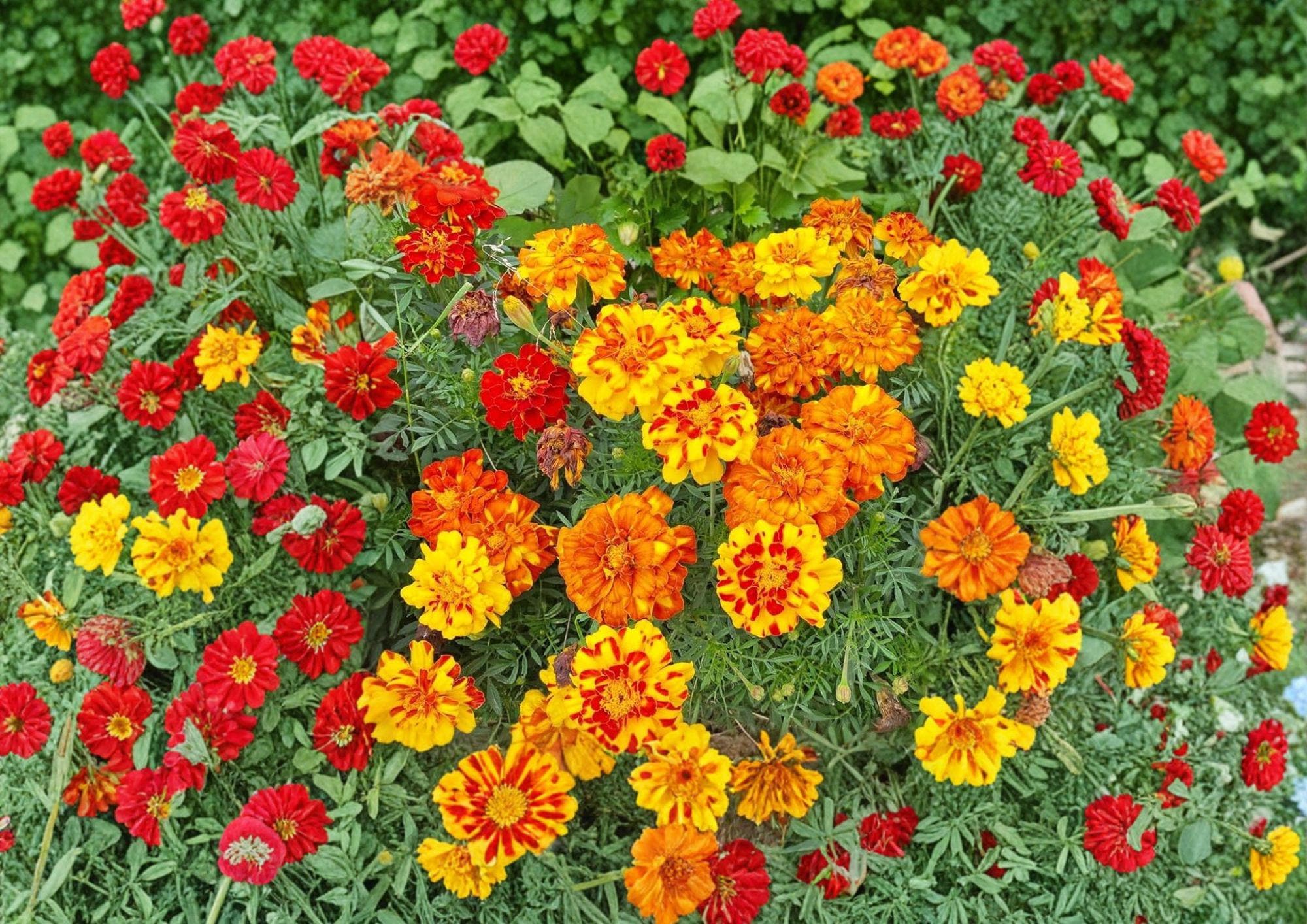 French Marigold Seeds Sparky Mixture – 100 Double Bloom Summer Flowers – Bright Orange and Yellow Calendula officinalis