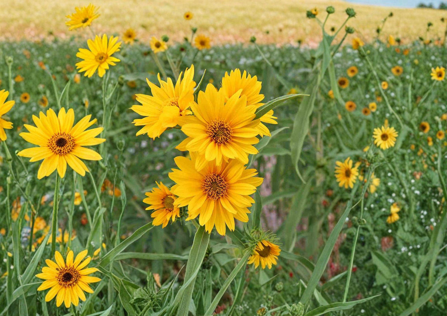Helianthus maximiliani Sunflower Seeds – 100 Tall Native Yellow Flower Seeds for Prairie Garden