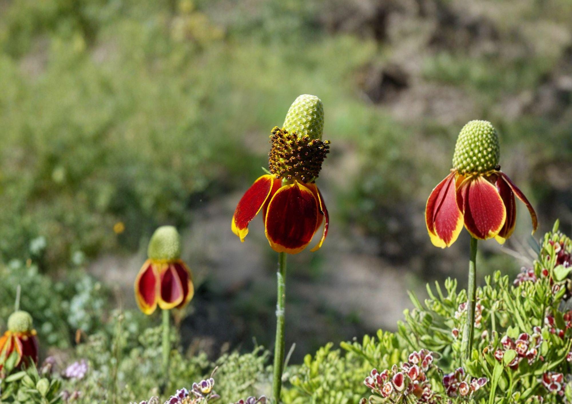 Prairie Coneflower Seeds 100 Pack – Ratibida Columnifera Native Yellow Red Wildflower Seeds for Meadow Garden
