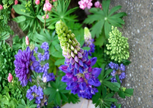 Native Blue Lupine Seeds – Perennial Wildflower for Pollinator Gardens, 25 Count, Easy to Grow, Lupinus perennis