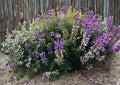 Riverbank Lupine Seeds – 15 Purple Blue Perennial Flower Seeds for Garden – Lupinus Rivularis Native Plant