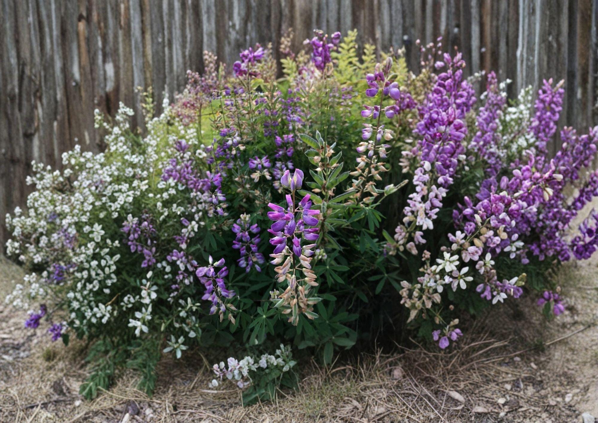 Riverbank Lupine Seeds – 15 Purple Blue Perennial Flower Seeds for Garden – Lupinus Rivularis Native Plant