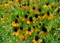 Clasping Coneflower Seeds – Rudbeckia Amplexicaulis – 100 Native Yellow Wildflower Seeds for Meadow Garden